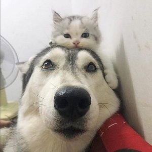 Meet your Posher, Rabell